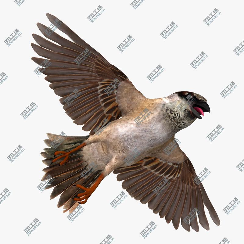 images/goods_img/2021040234/Passer Domesticus 'House Sparrow'/4.jpg